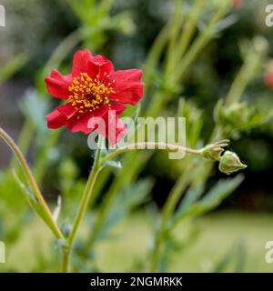 Geum in voller Blüte im Mai Stockfoto