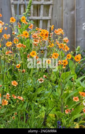 Geum „Totally Tangerine“ in voller Blüte im Mai Stockfoto