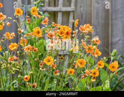 Geum „Totally Tangerine“ in voller Blüte im Mai Stockfoto