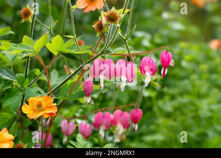 Blutendes Herz in der Blüte „Dicentra spectabilis“ neben der orangefarbenen Blütensorte „Totally tangerine“ Stockfoto