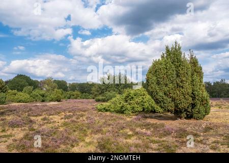 Buurserzand Nature Reserve, Niederlande Stockfoto