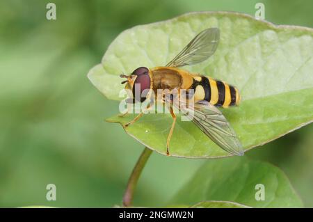 Natürliche Nahaufnahme auf einem gelben Luftkissenfliegen, Syrphus ribesii, auf einem grünen Blatt Stockfoto