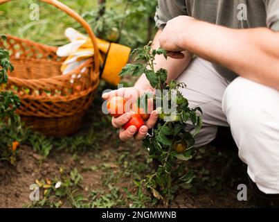 Nahaufnahme Frau mit Tomaten. Schönes Foto Stockfoto