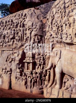 Bas-Relief of the Descent of the Ganges in Arjuna's Penance in Mamallapuram oder Mahabalipuram, Tamil Nadu, Indien Stockfoto