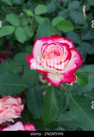 Eine wunderschöne Rosenblume im Garten. Zierblumen auf dem Gartengelände anbauen. Hüttengärten. Stockfoto