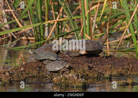 Sonnenbaden in der Sumpfalgarve, Portugal April Stockfoto