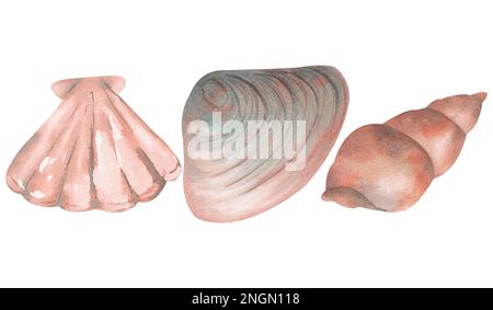 Mit wasserfarbenen Illustrationen von Muscheln, isoliert auf weißem Hintergrund. Stockfoto