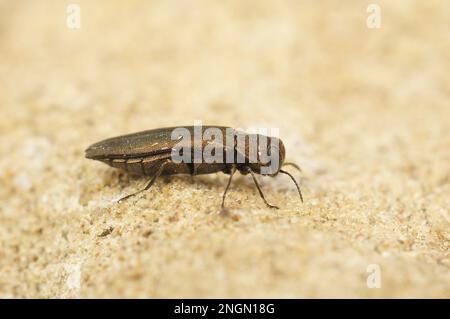 Detaillierte Nahaufnahme eines kleinen metallischen Holzkäfers, Agrilus viridis Stockfoto