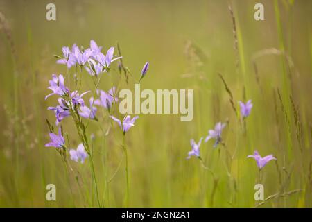 Campanula patula (Takion Blue) blüht auf dem Feld, fotografiert aus nächster Nähe (Makro) mit verschwommenem Hintergrund. Wiese, Wildblume. Europa Stockfoto