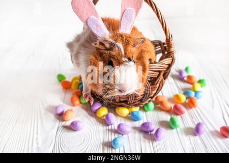 Meerschweinchen mit Osterhäschenohren in einem Osterkorb auf weißem Holzhintergrund Stockfoto