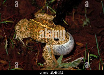 Natterjack Kröte, Epidalea calamita, vormals Bufo calamita, Stockfoto