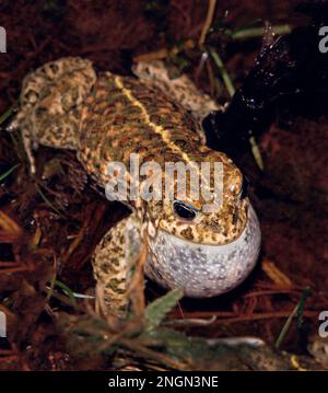 Natterjack Kröte, Epidalea calamita, früher Bufo calamita. Paarungszeit. Stockfoto