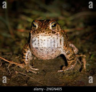 Natterjack Kröte, Epidalea calamita, früher Bufo calamita. Paarungszeit. Stockfoto