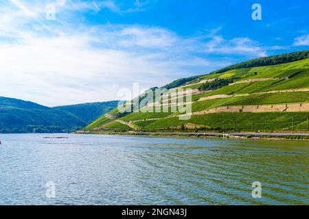 Weinberge und Flüsse in Ruedesheim am Rhein Rhein, Rudesheim, Rheingau-Taunus-Kreis, Darmstadt, Hessen, Deutschland. Stockfoto