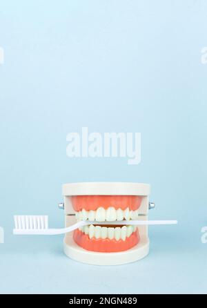 Falsche Zähne mit weißer Zahnbürste, Kiefer. Zahnärztliche Instrumente und zahnhygienisches Check-up-Konzept Stockfoto