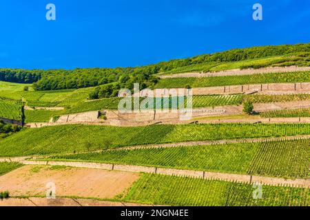 Weinberge und Flüsse in Ruedesheim am Rhein Rhein, Rudesheim, Rheingau-Taunus-Kreis, Darmstadt, Hessen, Deutschland. Stockfoto