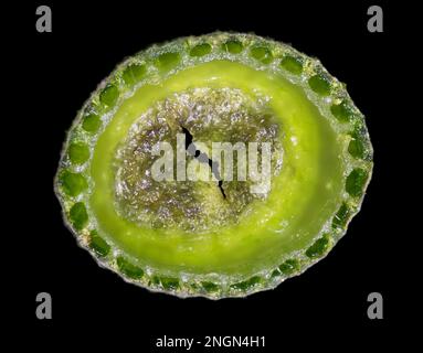 Equisetum hyemale, gemeinhin bekannt als Schachtelhalm, Scheuereis, Schreckschachtel und Schlangengras. Schaftabschnitt Stockfoto