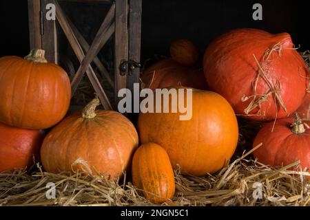 Bunte Kürbisse auf Stroh, schwarzer Hintergrund. Im Studio Stockfoto