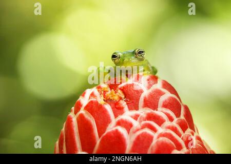 Spiny Glass Frog (Teratohyla spinosa), Tinny Amphibian mit roter Blume, Tier aus Südamerika, Costarica Stockfoto