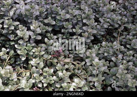 Hygrophila difformis, gemeinhin bekannt als Wasserwisteria oder Synnema (entstehende Form) Stockfoto