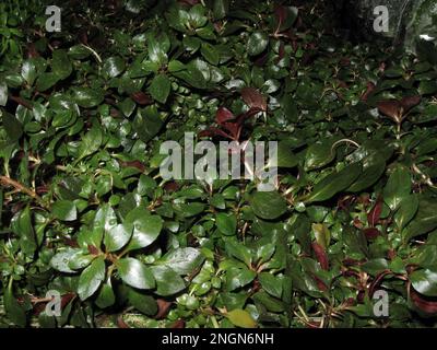 Ludwigia palustris ist eine Pflanzenart in der Familie der Nachtkerzen, die unter den gebräuchlichen Namen Sumpfseedbox, Hampshire-Purslane und Wasserpurslane bekannt ist Stockfoto