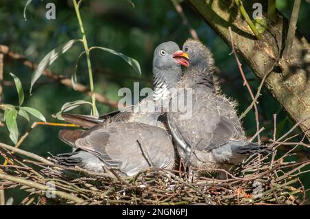 Die gewöhnliche Holztaube (Columba palumbus) füttert ihre Küken in ihrem Nest. Elsass, Frankreich. Stockfoto