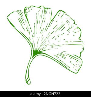 Einfache grüne Ginkgo-Baumsilhouette aus Blättern. Abbildung isoliert auf weißem Hintergrund. Stockfoto