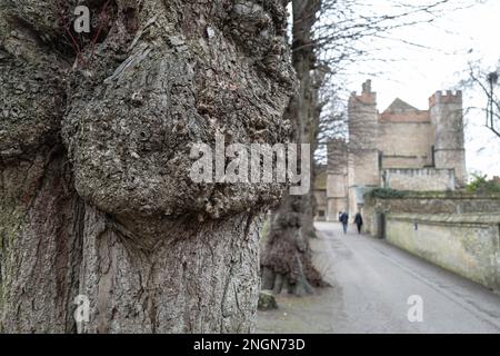 Flacher Brennpunkt eines großen Grats auf alten und etablierten Bäumen entlang einer mittelalterlichen Straße in England. Stockfoto