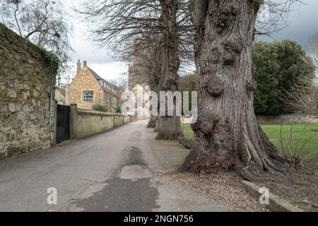 Flacher Brennpunkt eines großen Grats auf alten und etablierten Bäumen entlang einer mittelalterlichen Straße in England. Stockfoto