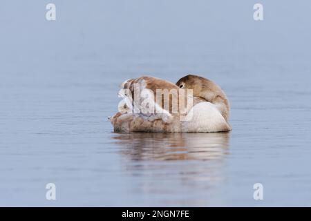 Ein junger Schwan, der sich an einem See in Staffordshire, Großbritannien, zusammengerollt hat Stockfoto