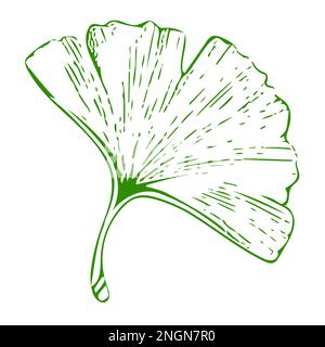 Einfache grüne Ginkgo-Baumsilhouette aus Blättern. Abbildung isoliert auf weißem Hintergrund. Stockfoto