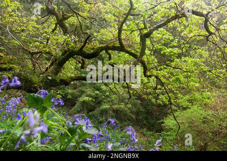 Bluebells im Oakwood Stockfoto