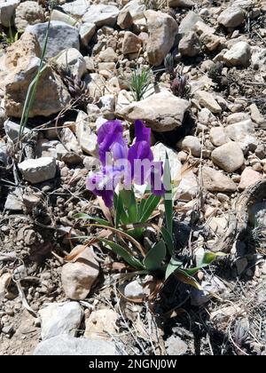 Wilde Purple Iris (Xiphium) an der spanischen Küste, Valencia. Stockfoto