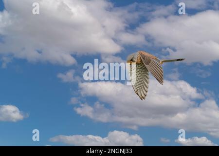 Nahaufnahme eines aufsteigenden und jagenden Kestrel, Falco tinnunculus, vor dem Hintergrund des blauen Himmels mit Cumuluswolken Stockfoto