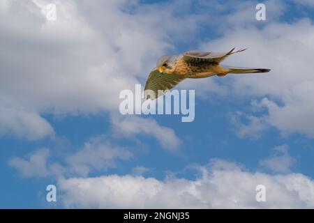 Nahaufnahme eines aufsteigenden und jagenden Kestrel, Falco tinnunculus, vor dem Hintergrund des blauen Himmels mit Cumuluswolken Stockfoto