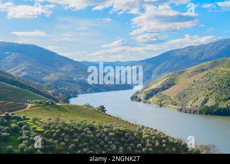 Weintal Douro mit Weinbergen, Portugal, UNESCO-Weltkulturerbe Stockfoto