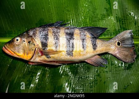 Tropische Wildfische von Tucunaré (Cichla ocellaris). Süßwasser-Amazonas-Fisch-Nahaufnahme Stockfoto