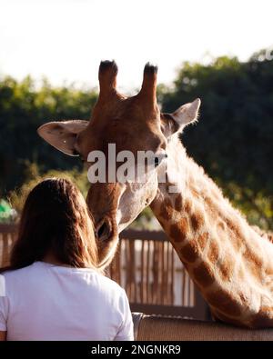 Wunderschöne braune nördliche Giraffe in einem Zoo Stockfoto