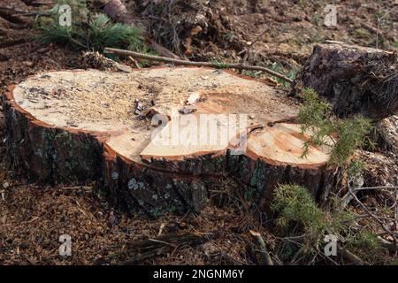 Ein großer Stumpf auf einer Lichtung im Wald. Der Stumpf wurde nach dem Fällen von einem Baum zurückgelassen. Waldrodung. Stockfoto