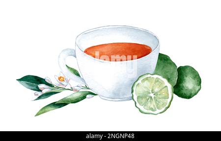 Tasse Kräutertee mit frischem Bergamottee, Blumen, Bergamottfrucht, handgezeichnet in Aquarell, isoliert auf weißem Hintergrund Stockfoto