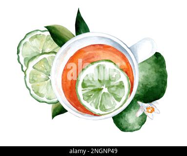 Tasse Kräutertee mit frischem Bergamottee, Blumen, Bergamottfrucht, handgezeichnet in Aquarell, isoliert auf weißem Hintergrund Stockfoto