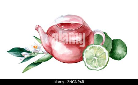 Teekanne mit Kräutertee mit einer frischen Scheibe Bergamotte, Blumen, Bergamotte, Aquarell bemalt auf weißem Hintergrund Stockfoto