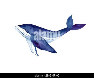 Aquarell blaue Wale, isoliert auf weißem Hintergrund. Handbemalte realistische Unterwassertiere. Stockfoto