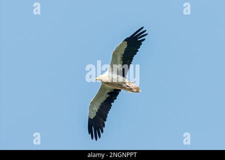 Ägyptischer Geier, Neophron Percnopterus, alleinstehender Erwachsener, der über Coto Donana, Spanien, schwingt Stockfoto