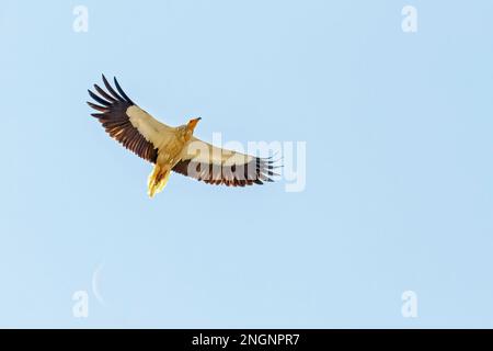 Ägyptischer Geier, Neophron Percnopterus, alleinstehender Erwachsener, der über Coto Donana, Spanien, schwingt Stockfoto