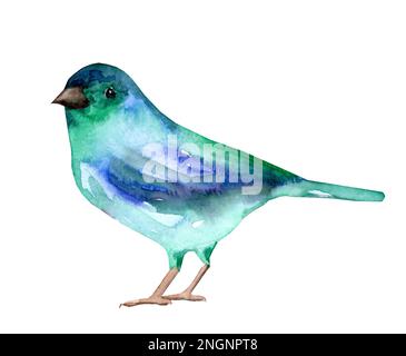 Aquarell-Darstellung eines hellblau-grünen Vogels. Handgezeichnetes, realistisches Vogelbild. Süßer, heller Vogel. Stockfoto