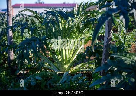 Leckere Artischockenpflanzen, die im Winter auf dem Bauernhof in Spanien wachsen Stockfoto