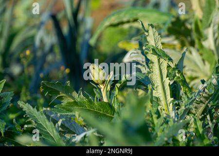 Leckere Artischockenpflanzen, die im Winter auf dem Bauernhof in Spanien wachsen Stockfoto