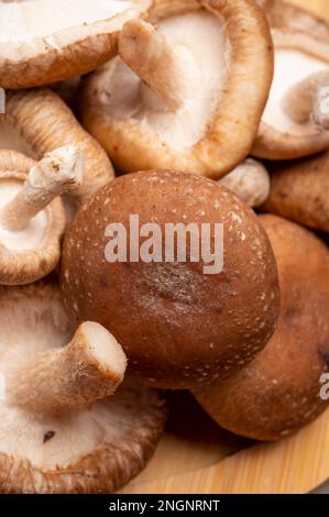 Frische braune Lentinula edodes oder essbare Shiitake-Pilze aus Japan Stockfoto