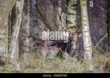 Schwarzwild Buck im Winter, mit einem gebrochenen Geweih. Staffordshire, Großbritannien Stockfoto